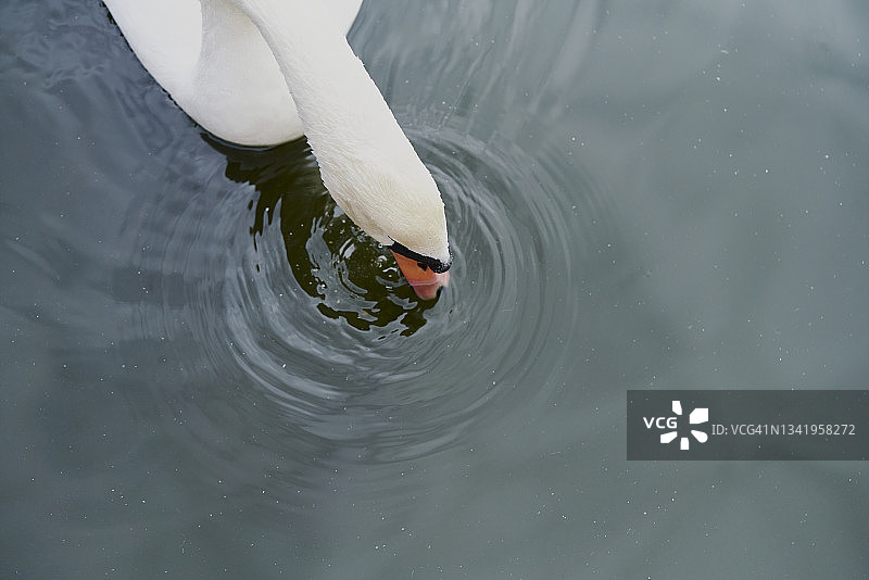 池塘里的疣鼻天鹅的俯视图图片素材