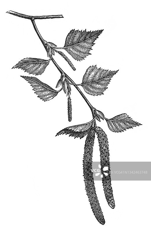 银桦，疣桦，欧洲白桦，或东亚白桦的古老雕刻插图图片素材