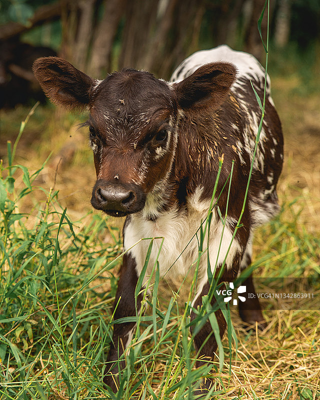 在阿尔伯塔省乡间学习走路的小牛犊图片素材