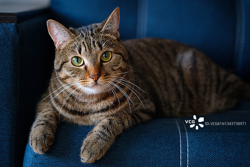 一只自信、聪明、橙色鼻子的灰色条纹家猫躺在沙发上看着摄像机。家庭生活。图片素材
