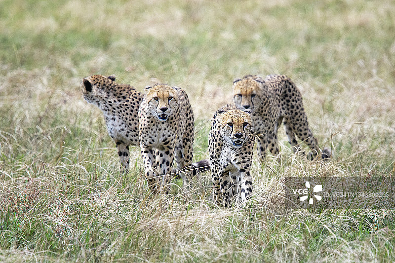 在肯尼亚马赛马拉狩猎的四只雄性猎豹联盟的惊人特写图片素材