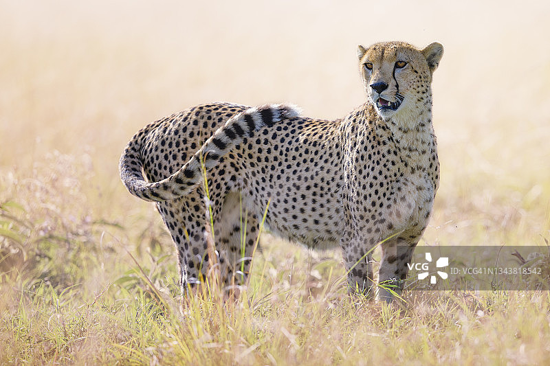 肯尼亚马赛马拉金色草地上一只猎豹的优雅肖像图片素材