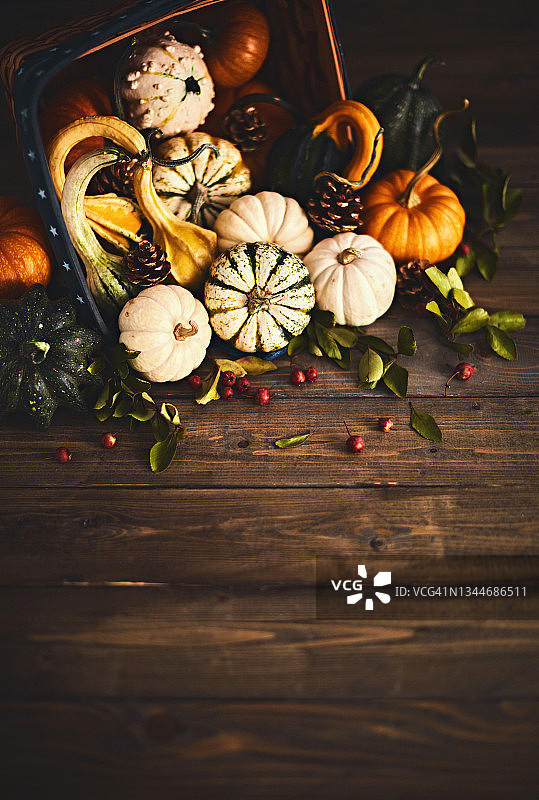 感恩节秋天背景与收集的南瓜在质朴的木桌图片素材