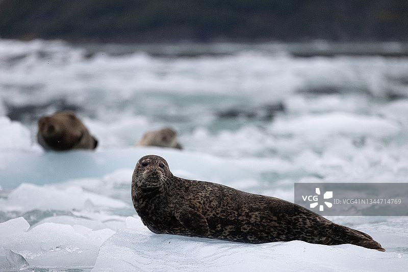 冰上的港海豹图片素材
