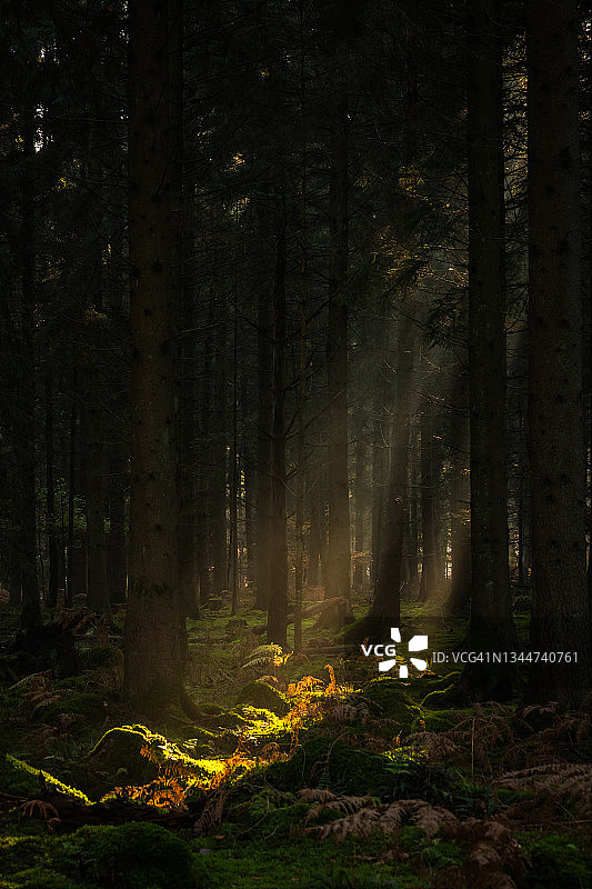 阳光和阳光深深照射在黑暗的森林苔藓林地图片素材