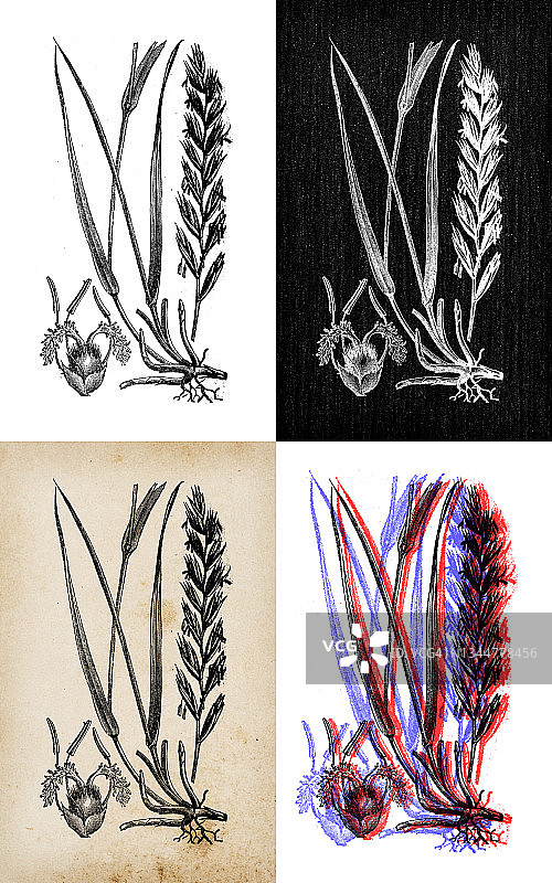 古董植物学插图:披碱草，睡莲图片素材
