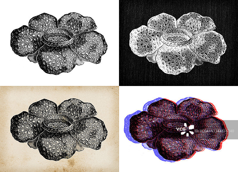 古董植物学插图:arnoldii, corpse lily图片素材