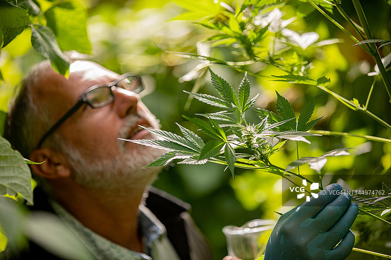 植物学家检查大麻植物图片素材
