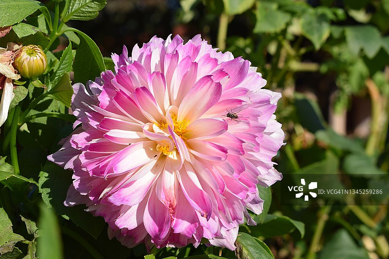 大型，优雅，美丽，粉白色的花园大丽花植物花朵盛开。大丽花pinnata。菊科家庭。图片素材