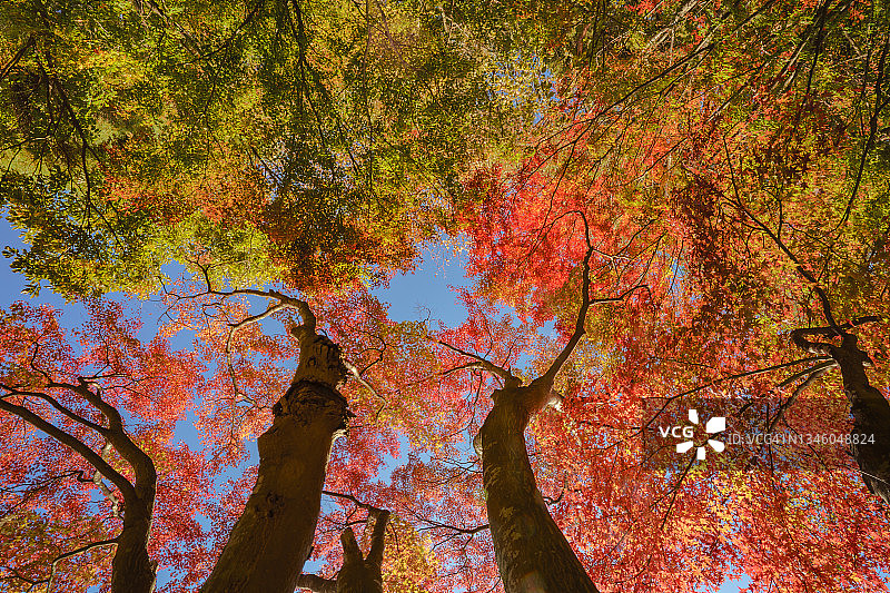 秋叶色泽鲜艳，日本秋色。图片素材