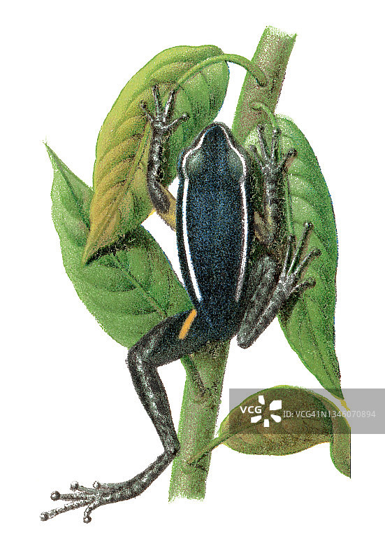香蛙科古老的彩色版画插图图片素材