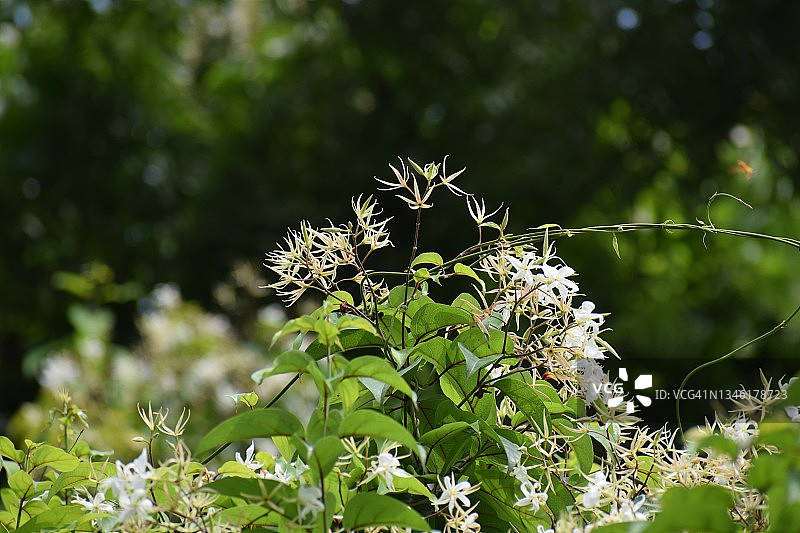 甜秋铁线莲植物盛开的白色花朵。铁线莲terniflora。毛茛科的家庭。图片素材