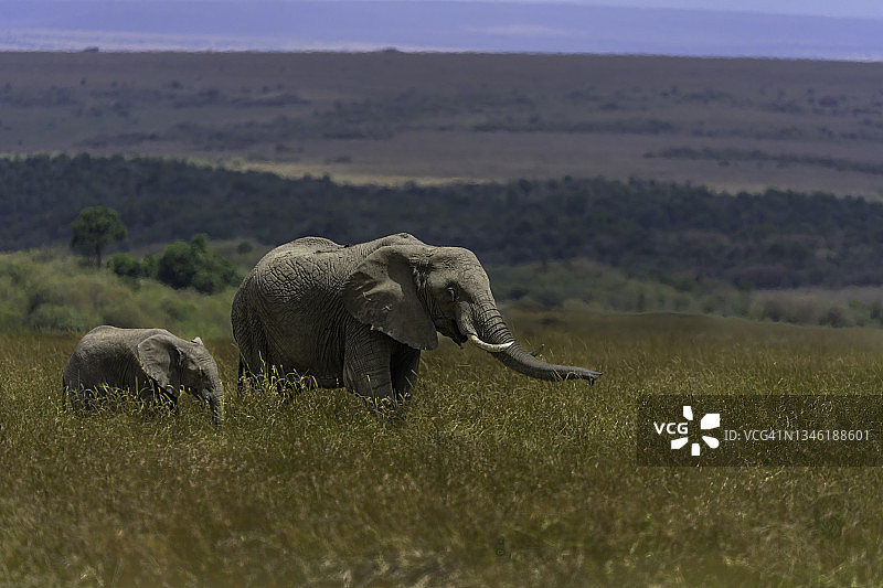 非洲象妈妈和象宝宝图片素材
