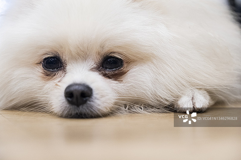 一只小白狗，Malzis躺在地板上图片素材