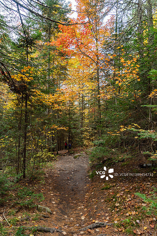 秋天的颜色在海狸池塘小径，阿尔冈昆省公园，加拿大安大略省图片素材