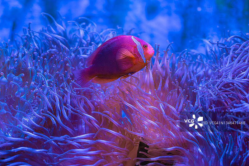 水族馆里热带鱼和珊瑚的特写镜头图片素材