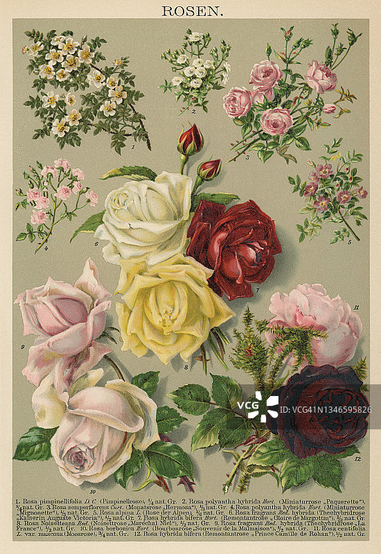 古老的玫瑰家族雕刻插图，玫瑰花图片素材