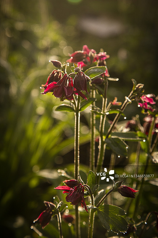 近景的背光精致的红色衬裙花的Aquilegia vulgaris双花，奶奶的帽子或耧斗菜背景是模糊的重点前景鲜花和芽。图片素材