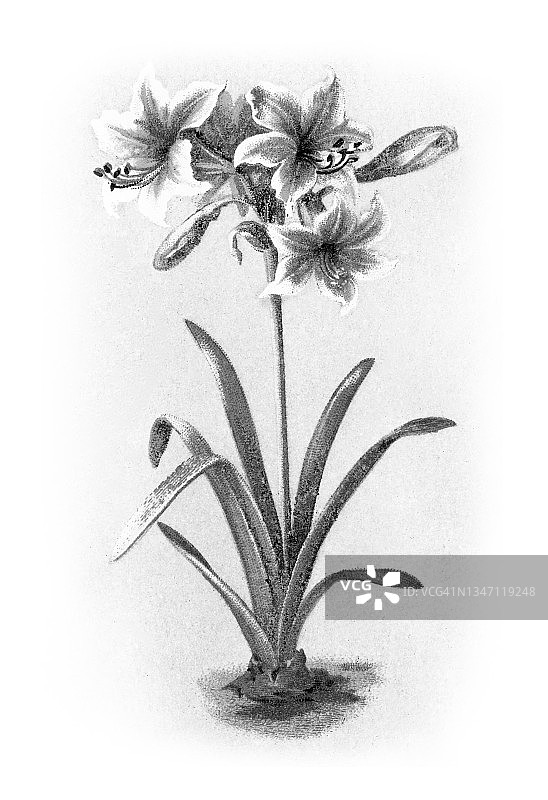 朱顶菊花的旧彩色版画插图图片素材