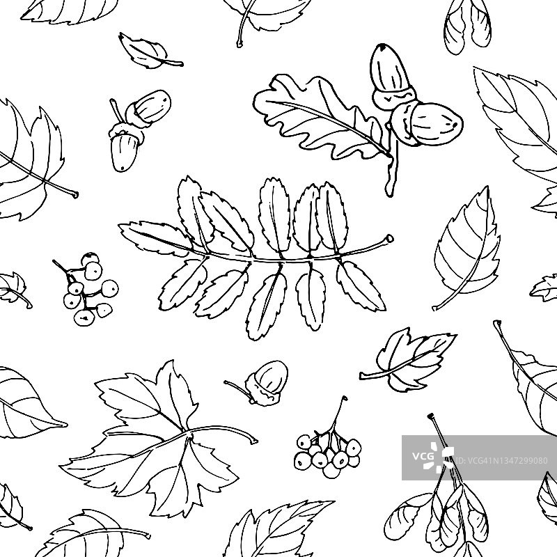黑色和白色的轮廓花楸，枫树和橡树的叶子和浆果。无缝的矢量模式图片素材