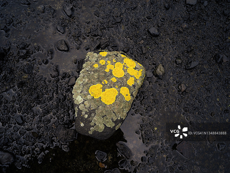 冰岛岩石上的黄顶草地衣图片素材