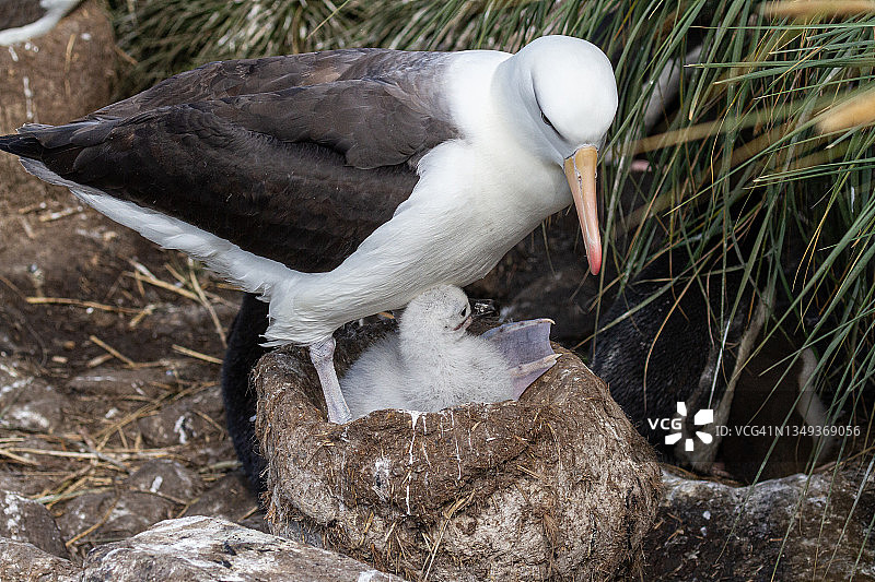 福克兰群岛西点岛鸦巢中的黑眉信天翁图片素材