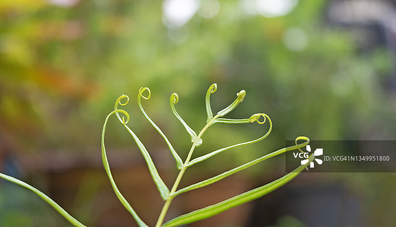蕨类植物的叶尖在模糊的背景上卷曲成一个美丽的圆圈。图片素材