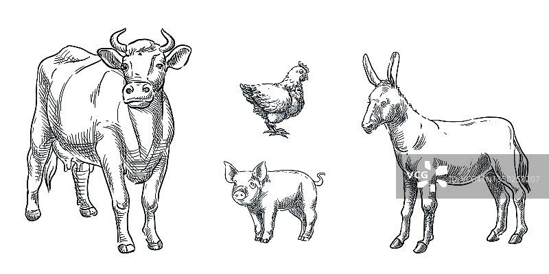 农场牛动物集合，矢量草图插图。牲畜手绘设计元素。牛，驴，猪，母鸡的图标图片素材
