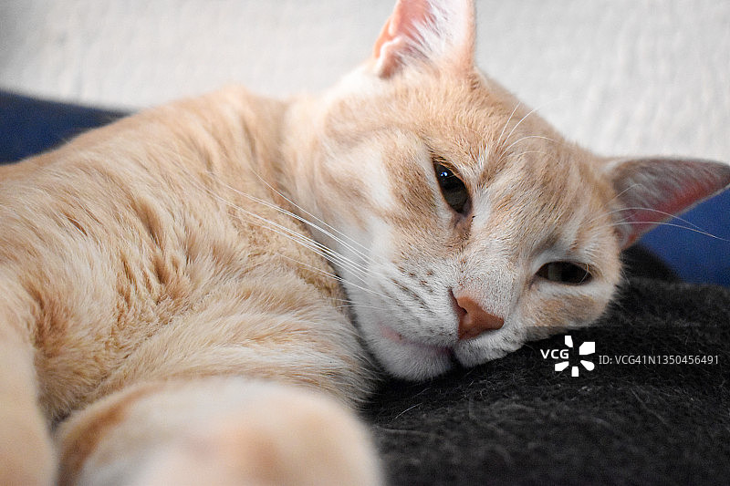 姜猫休息图片素材