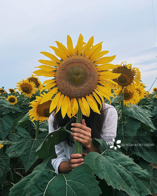 一个女人站在田地里，躲在一棵巨大的向日葵后面，白俄罗斯图片素材