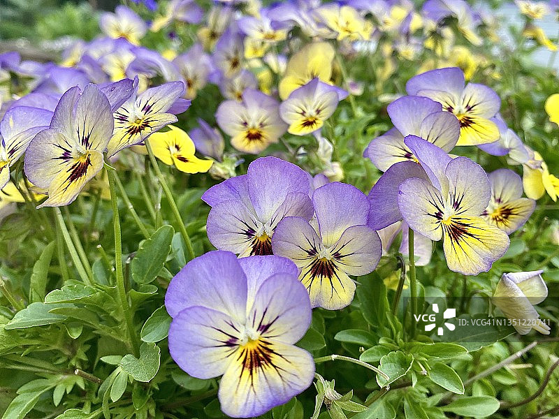 紫色黄色的三色堇花的田野图片素材