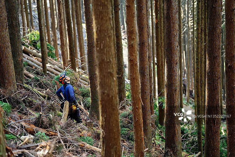 一个成熟的伐木工人正在一个选择性的伐木地点决定下一步该砍什么树图片素材