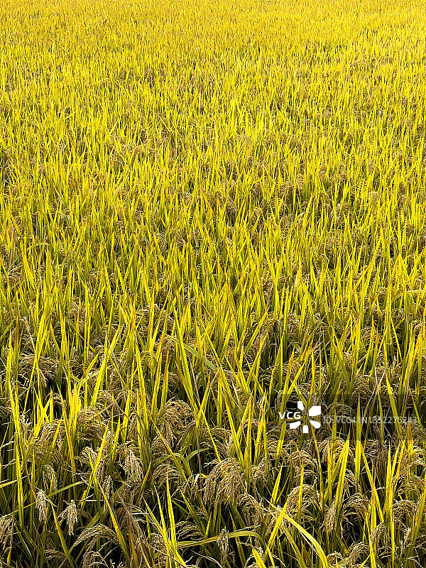 中国杭州阳光下的金色稻田图片素材