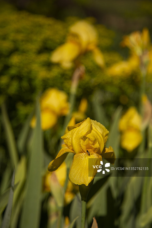 近距离的黄色花朵在一种有胡须的鸢尾，鸢尾德国。背景因对前景聚焦而模糊不清。图片素材