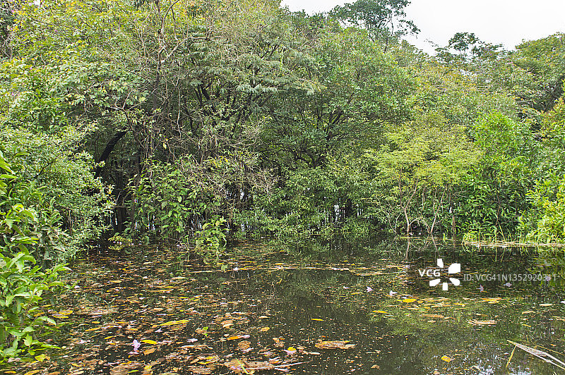 亚马逊盆地淹没了南美洲的巴西图片素材