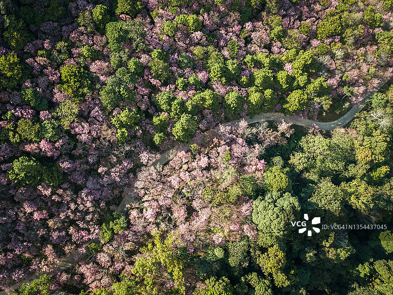 泰国北部地区山上盛开的樱花鸟瞰图。图片素材