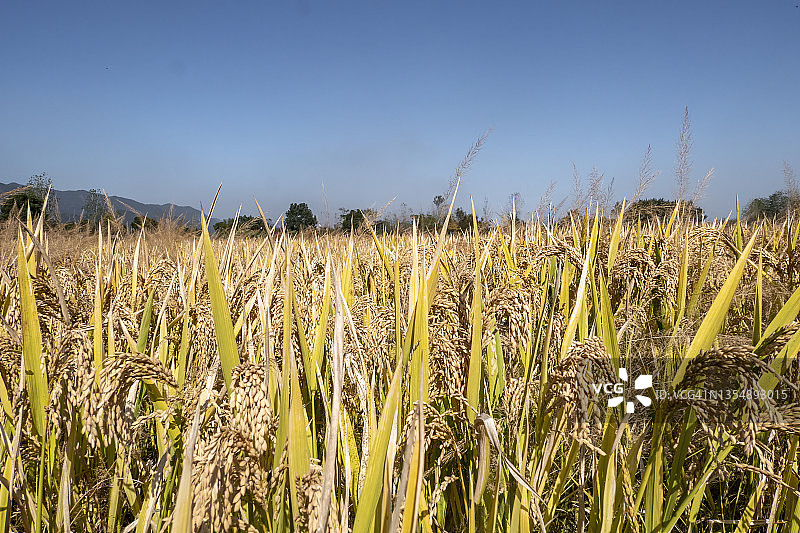 中国杭州农村秋天成熟的稻田图片素材