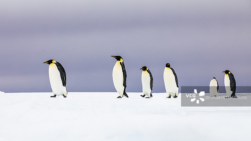 一群帝企鹅站在冰山上图片素材