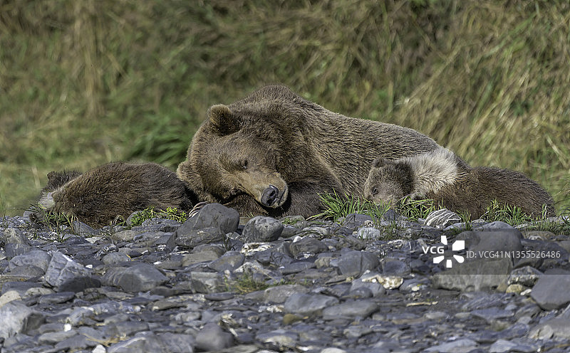 科迪亚克棕熊母猪和她的小熊图片素材