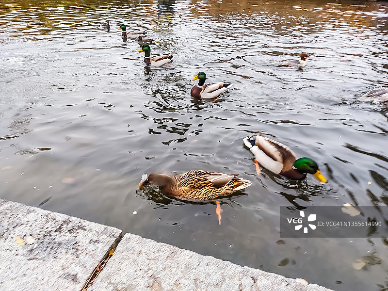 鸭子在池塘里游泳图片素材