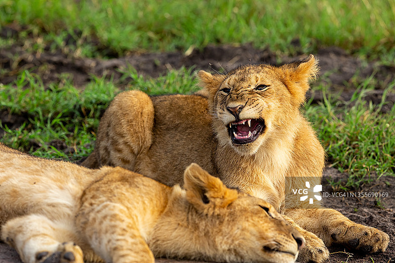 愤怒的狮子幼崽在野外图片素材