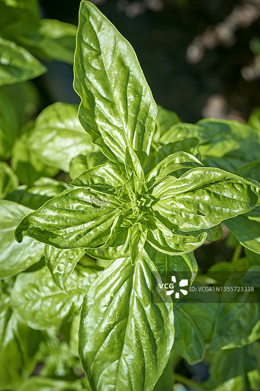 罗勒植物的新鲜绿叶的高角度视图图片素材