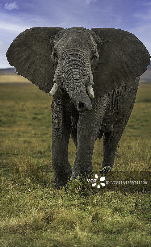 肯尼亚的野生大象图片素材