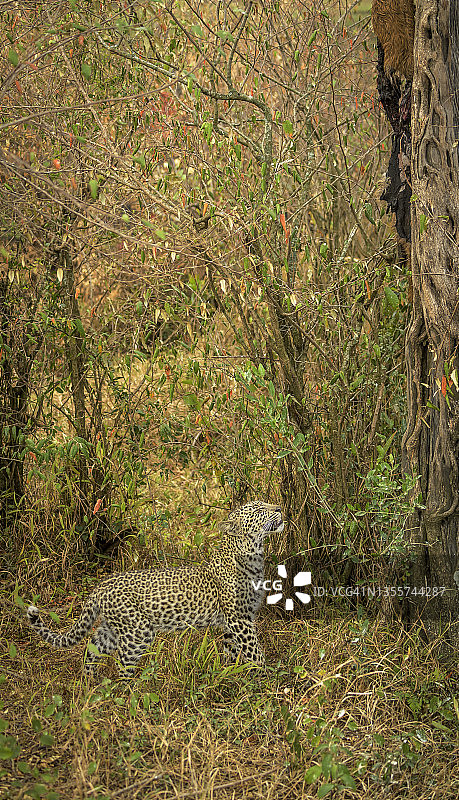 在肯尼亚，一只年轻的豹在树上寻找隐藏的食物图片素材