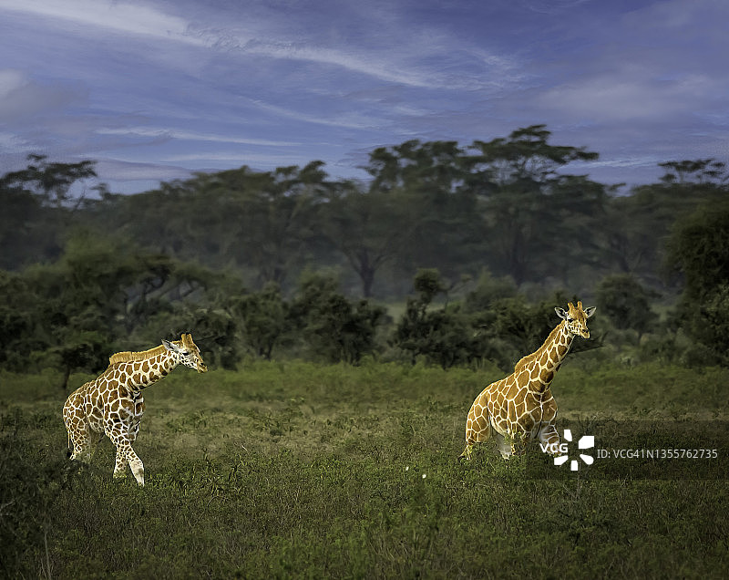 行走在肯尼亚奥佩杰塔的热带草原上的长颈鹿塔。图片素材