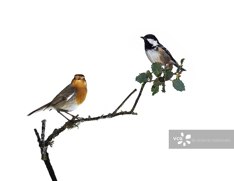近距离的Tannenmeise (Periparus ater)煤山雀和知更鸟(Erithacus rubecula)，栖息在树枝上的白色背景。图片素材