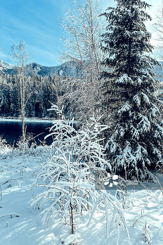 卡顿河与白雪覆盖的冷杉森林，冬季，西伯利亚，阿尔泰，俄罗斯。暂时的旅行图片素材