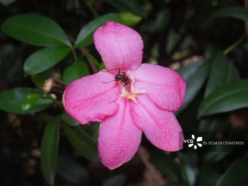 小，美丽的形状，粉红色的凤仙花盛开(黑蚂蚁享受它的花蜜)。凤仙花。凤仙花科的家庭。图片素材