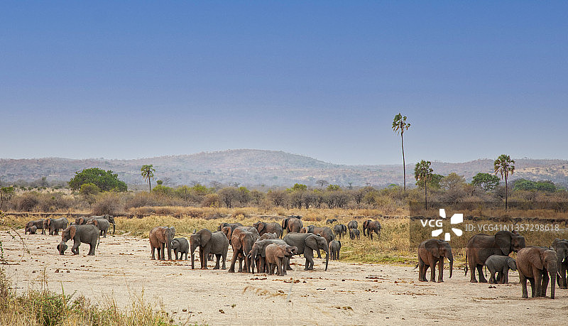 大人物听说过在干涸的河床上有大象。桑布鲁,肯尼亚。图片素材