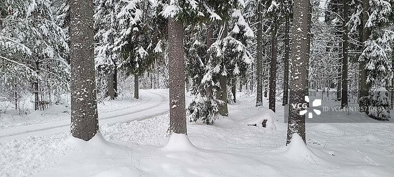 一场大雪后狭窄道路的针叶林全景图片素材